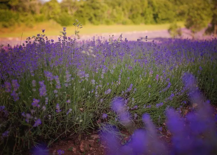 Ana - Karst Cycling Paradise Appartement